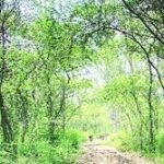 Haryana Forest Department and USAID launched TOFI Program