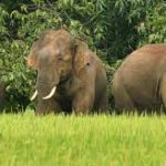 India’s first elephant death audit framework introduced by Tamil Nadu