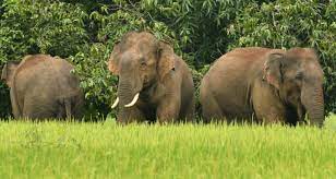 India’s first elephant death audit framework introduced by Tamil Nadu