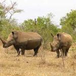 Proposal to degrade the status of Southern white rhino from Appendix I to Appendix II was accepted at COP19 to CITES.