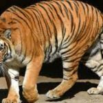 UP’s Ranipur Tiger Reserve Becomes 53rd Tiger Reserve of India