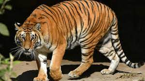 UP’s Ranipur Tiger Reserve Becomes 53rd Tiger Reserve of India
