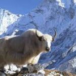 FSSAI approved Yak as a ‘food animal’