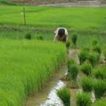 India’s First Carbon Neutral Farm Inaugurated In Kerala