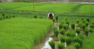 India’s First Carbon Neutral Farm Inaugurated In Kerala