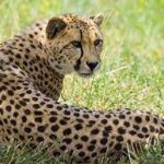 National Zoological Park celebrates International Cheetah Day 2022