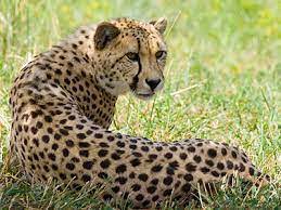 National Zoological Park celebrates International Cheetah Day 2022