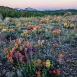 US Wildlife officials declare 'Nevada wildflower' as endangered species