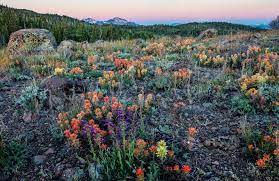 US Wildlife officials declare 'Nevada wildflower' as endangered species