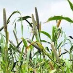 India Among Top 3 Nations in Expanding Organic Farming in 2020