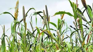 India Among Top 3 Nations in Expanding Organic Farming in 2020