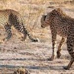 India to get more than 100 Cheetahs from South Africa