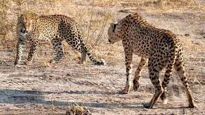 India to get more than 100 Cheetahs from South Africa