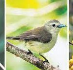 Silent Valley bird species increases to 175