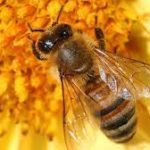 US Approves World’s First Vaccine for Declining Honey Bees