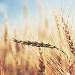 ICAR develops a new HD-3385 wheat variety that can beat the heat