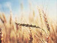 ICAR develops a new HD-3385 wheat variety that can beat the heat