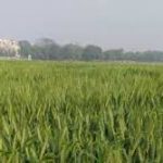 ICAR develops wheat variety to beat the heat