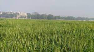 ICAR develops wheat variety to beat the heat