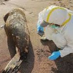 Nearly 600 sea lions die due to bird flu outbreak in Peru