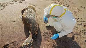 Nearly 600 sea lions die due to bird flu outbreak in Peru