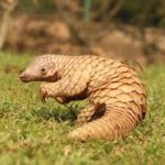 World Pangolin Day 2023 observed on February 18th