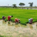 Agriculture sector employs highest female workers: Labour Ministry