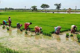 Agriculture sector employs highest female workers: Labour Ministry