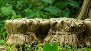 Government hikes raw jute MSP Rs 300 to Rs 5,050 per quintal
