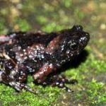 Jerdon’s narrow-mouthed frog endemic to Western Ghats has been rediscovered.