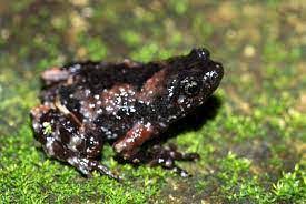Jerdon’s narrow-mouthed frog endemic to Western Ghats has been rediscovered.