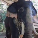 Kerala temple deploys life-size ‘robotic elephant’ for festival