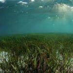 World Seagrass Day 2023 observed on 1st March