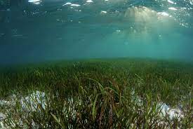 World Seagrass Day 2023 observed on 1st March