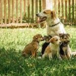 Central Government notified the Animal Birth Control Rules, 2023