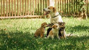 Central Government notified the Animal Birth Control Rules, 2023