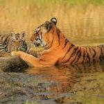 Project Tiger: India’s tiger population was 3,167 in 2022