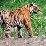 UP’s Suhelwa sanctuary records first photographic proof of tigers