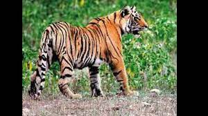 UP’s Suhelwa sanctuary records first photographic proof of tigers