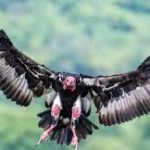World’s first Asian King Vulture conservation and breeding center to be inaugurated in Uttar Pradesh
