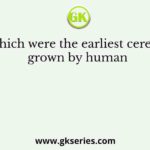 Which were the earliest cereals grown by human