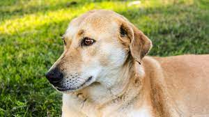 Gauhati Hc Quashed Nagaland Govt’s Notification Banning Dog Meat’s Sale