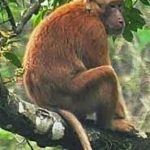 In 2022, India added 664 animal species to its faunal database