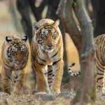 India’s Tiger Population Reaches 3,925 with 6.1% Annual Growth Rate, Holds 75% of Global Wild Tiger Population