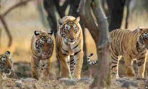 India’s Tiger Population Reaches 3,925 with 6.1% Annual Growth Rate, Holds 75% of Global Wild Tiger Population