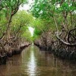 International Day for the Conservation of the Mangrove Ecosystem 2023