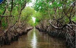 International Day for the Conservation of the Mangrove Ecosystem 2023