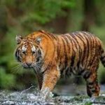International Tiger Day 2023: Date, Significance, and History