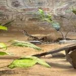 National Zoological Park, New Delhi celebrates World Snake Day 2023