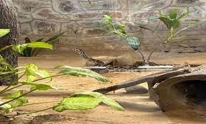 National Zoological Park, New Delhi celebrates World Snake Day 2023